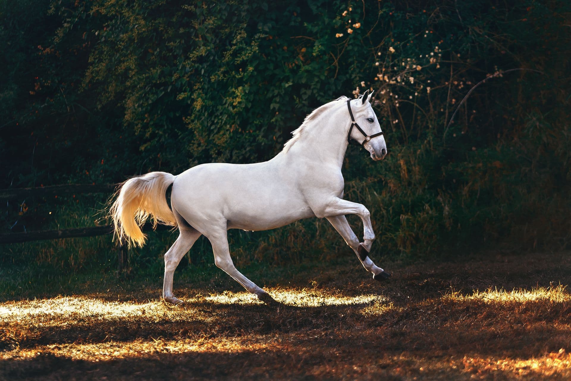 Horses, Lakes & Slopes